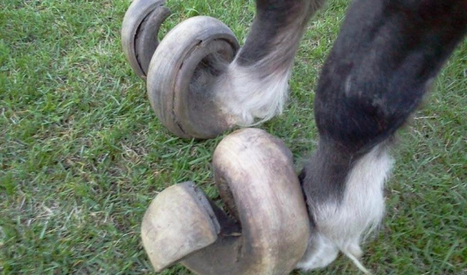 Sometimes horns grow directly on the hooves: is this an anomaly of nature or the stupidity of the owners? (7 photos)