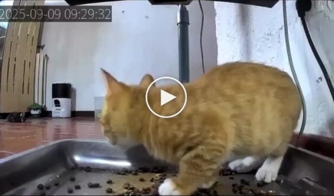 Свежий корм застал котенка врасплох
