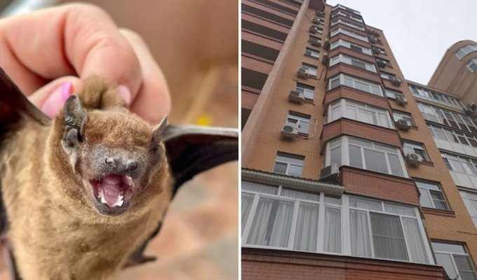 306 летучих мышей поселились на балконе многоэтажки в центре Ростова (5 фото)