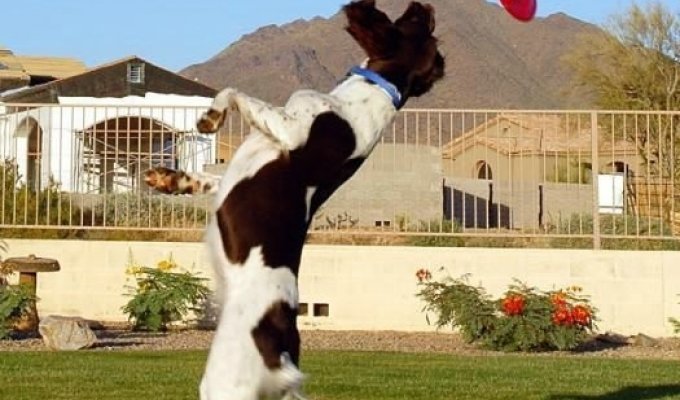 Собаки умеют летать (35 фото)