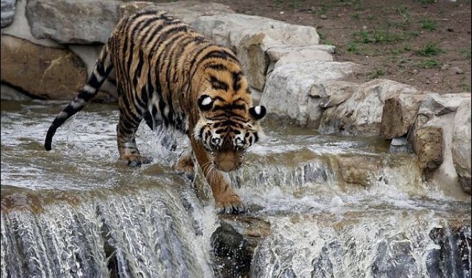Амурский тигр спасается летней жары (4 Фото)