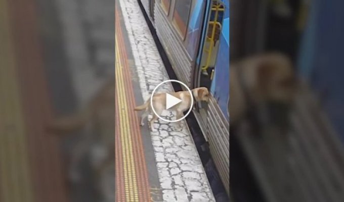 Пес сбежал из дома и покатался на поезде