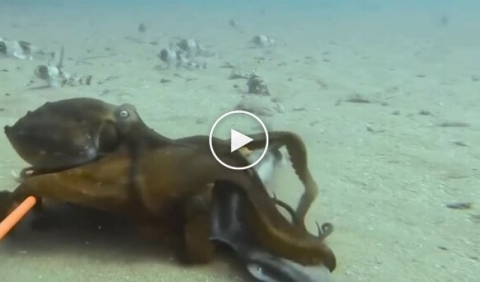 Octopus unexpectedly grabbed a shark, "sat" on it for a minute and let it go