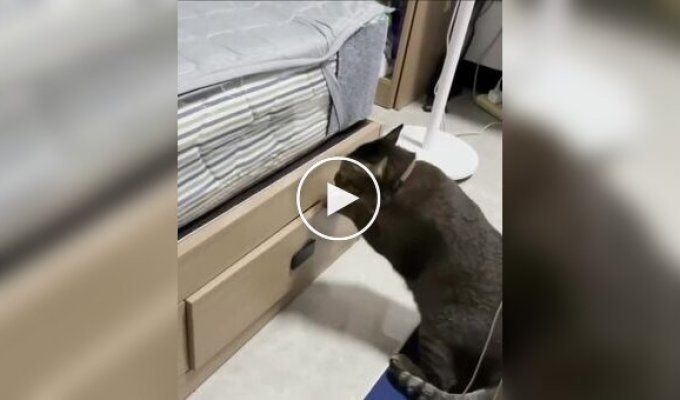 Кот решил не испытывать судьбу