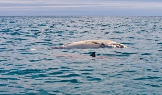 Акула потрошит огромного кита