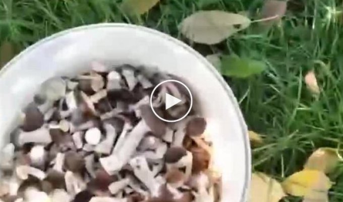 Для желающих по грибы в Киевской области