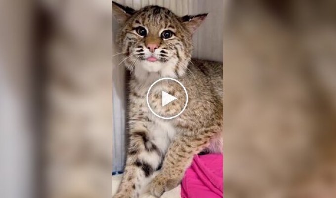 Lynx Cub Is Unhappy