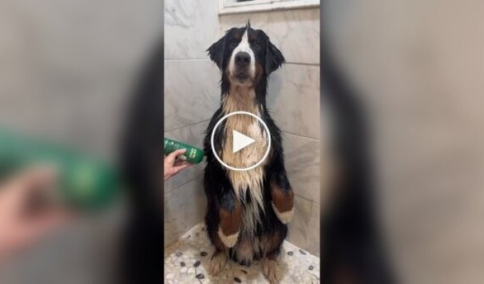Как выглядит купание бернского зенненхунда