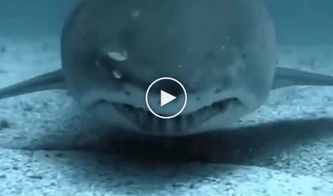 Акула - страшное и необычное создание