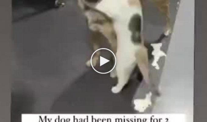 Собака потерялась и ее нашли спустя 2 недели, на видео реакция кота