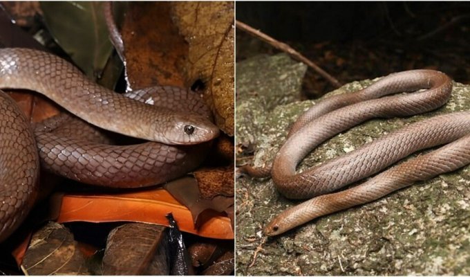 A unique species of snake was found in Thailand (5 photos)