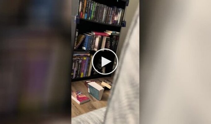 «Понаставили тут»: кот показал свое отношение к книгам