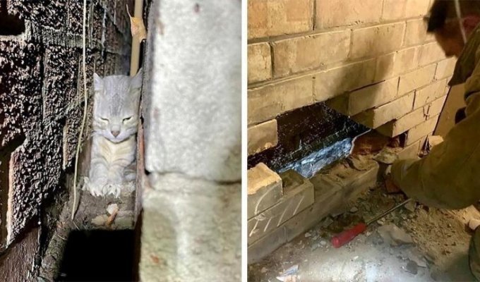 Пожарные спасли кошку, застрявшую в крошечной щели между двумя стенами (4 фото)