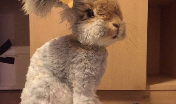 Пушистый кролик стал восходящей звездой Instagram (10 фото)