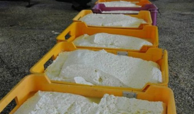 Как производится сыр косичка (18 фото)