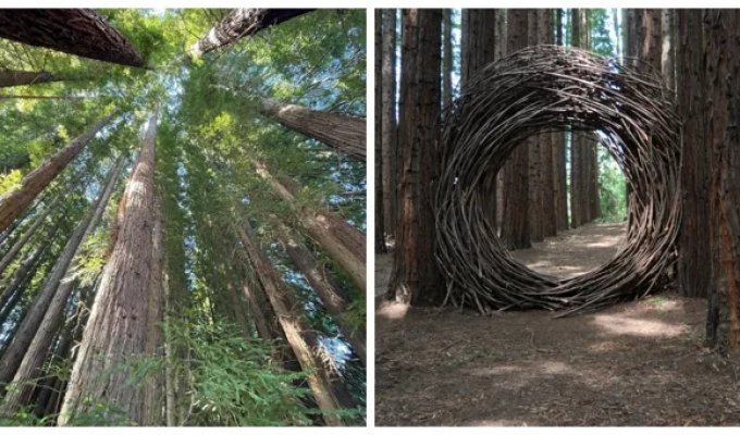 Австралийский лес из калифорнийских секвой с вплетениями магии (35 фото + 1 видео)