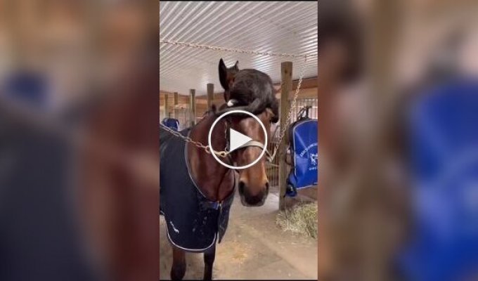 Кот и конь - братья навек