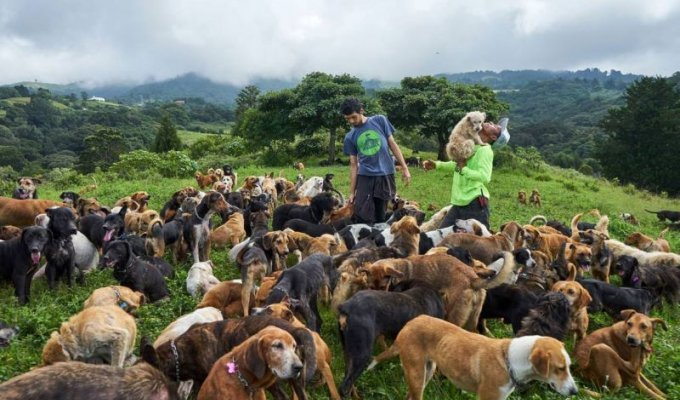 Питомник с собаками, где живет около 1000 дворняжек (15 фото)