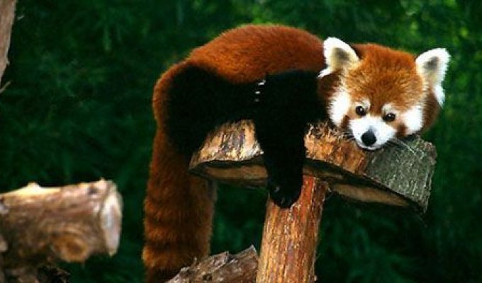 Красная панда. Редкий зверь (18 фото)
