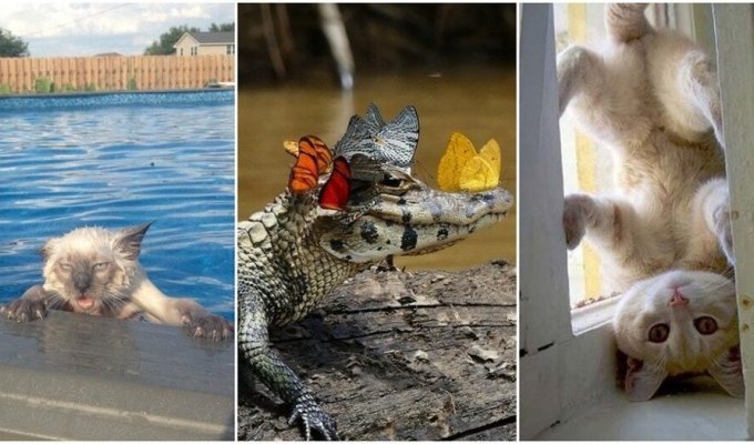 25 best photo evidence that animals are terribly similar to people (26 photos)