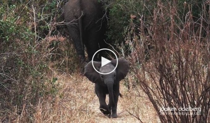 Храбрый слоненок защищает свою маму  