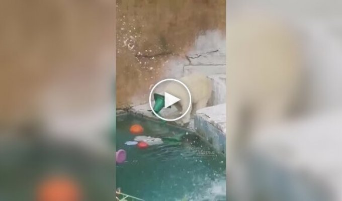 Нестандартна розвага ведмедиці
