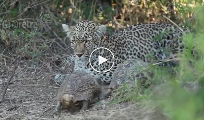 Turtles in love spoiled the leopard's hunt