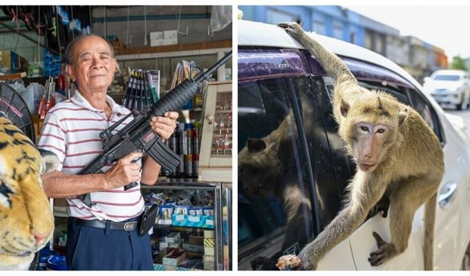 Gangs of gangster monkeys terrorize a city in Thailand (9 photos + 1 video)
