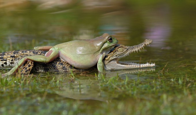 Наглая лягушка прокатилась на спине крокодила (3 фото)