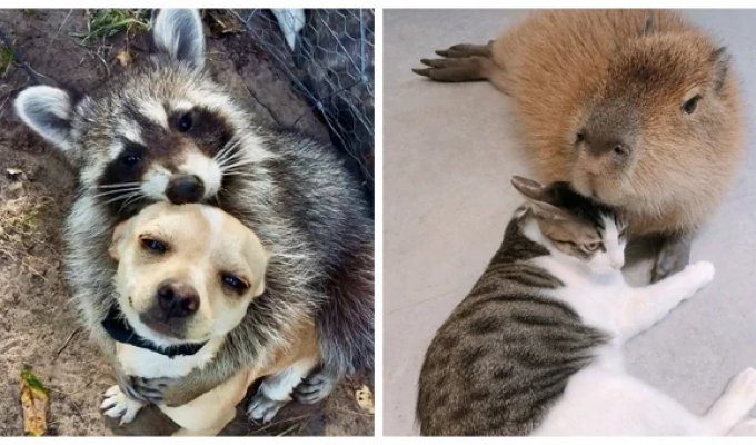 27 примеров невероятной дружбы животных, от которой мир становится добрее (28 фото)