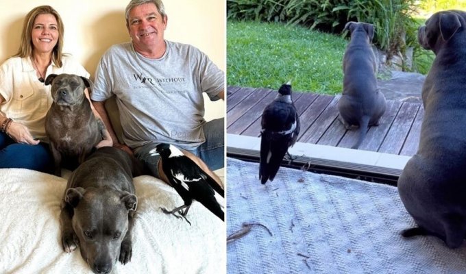 45 days of separation: the famous Australian magpie Molly returned home (6 photos + 2 videos)
