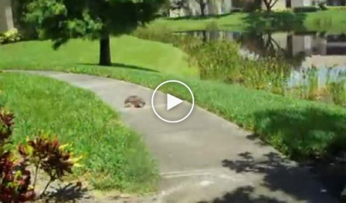 Как бегает мягкотелая флоридская черепаха