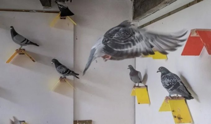 French Troops Are the Last Army in Europe to Use Homing Pigeons (6 Photos)