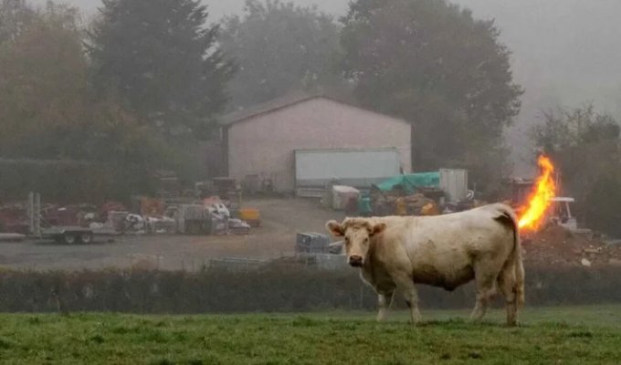 Is It True That Cows Emit a Lot of Methane, or Is This Propaganda of Environmental Madness? (6 photos)