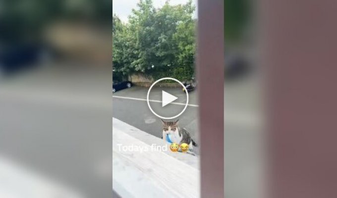 A cat started stealing items and bringing them home