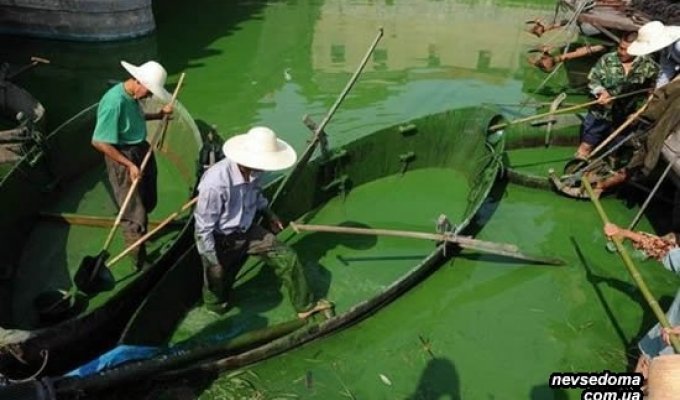 Китай зеленеет (9 фотографий)