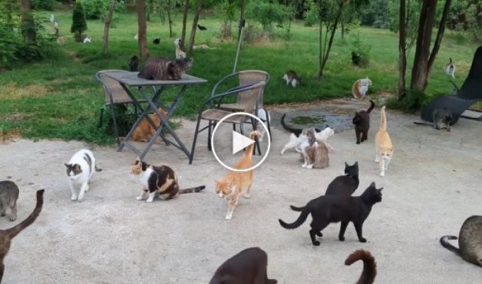 Кошки в одном из приютов Румынии