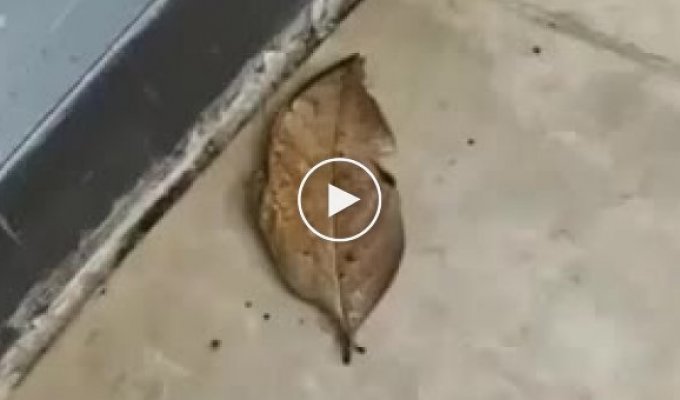 Fallen leaf with a surprise