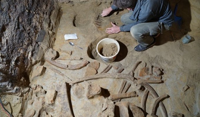 Мужчина нашел в погребе останки гигантов Ледникового периода (4 фото)