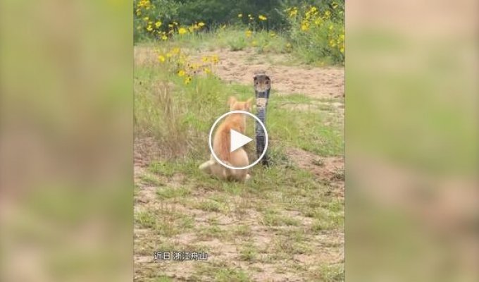 Опасная встреча кота с коброй
