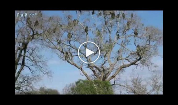 Леви загнали на дерево зграю бабуїнів на очах у туристів у ПАР