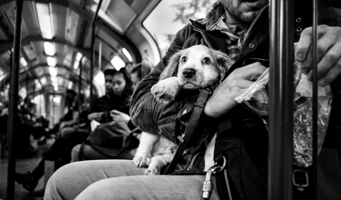 Фотограф снимает портреты собак со всего мира (37 фото)