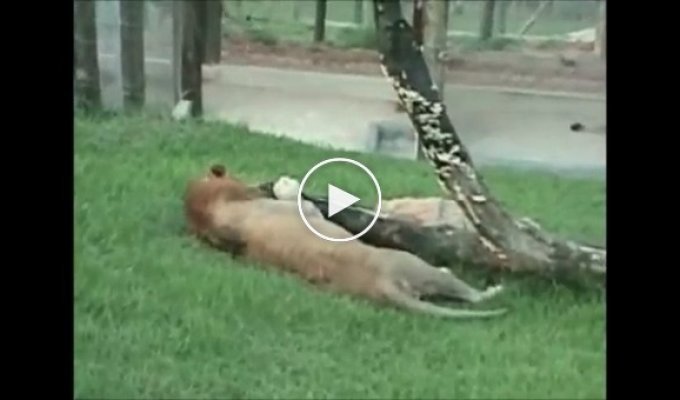 Лев, который 13 лет прожил в цирке, выпустили на траву