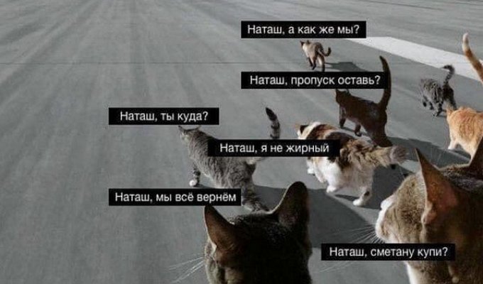 Печенеги, половцы, слабый рубль - что волнует котов и Наташу в 2020 году (14 фото)