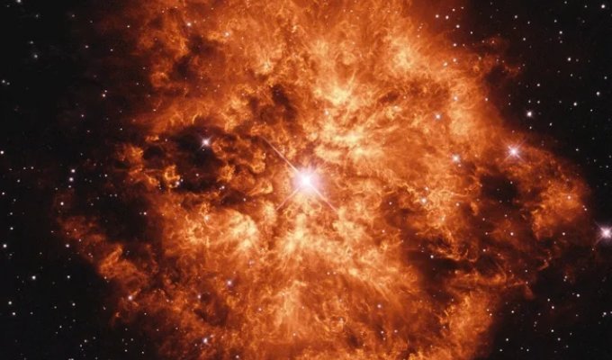 Буйный нрав Вольфа–Райе (1 фото)