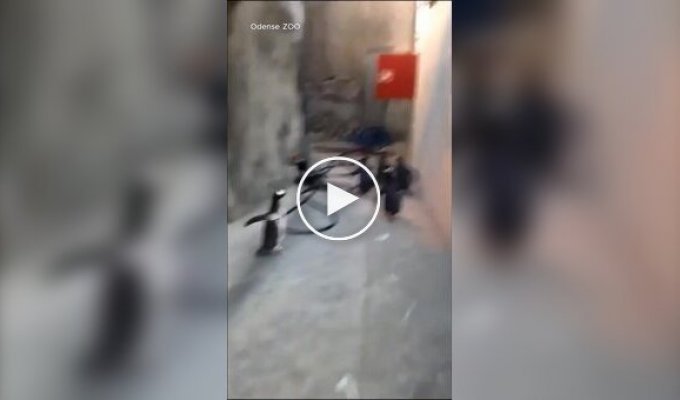 Пингвины попытались сбежать из зоопарка