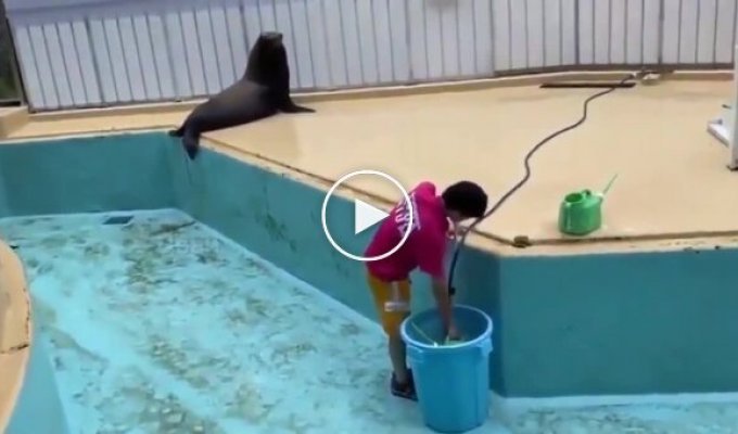 A seal is having fun while cleaning the pool