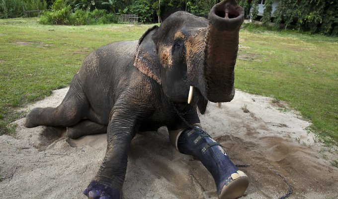 Новый протез для слонихи Моталы (10 фото)