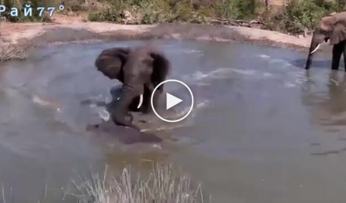 Слон очистил водоем от бегемотов