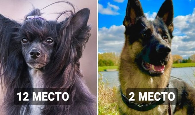 17 dog breeds that are the most aggressive according to scientists (18 photos)